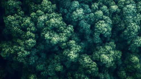 Dense green forest canopy viewed from high vertical angle.