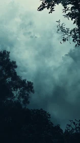 Nocturnal canopy silhouette under diffuse clouded sky.