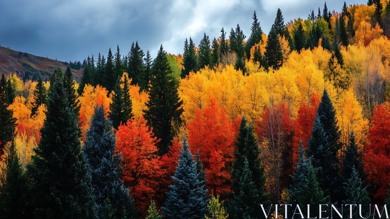 Mixed conifer and deciduous forest displays autumn color gradient