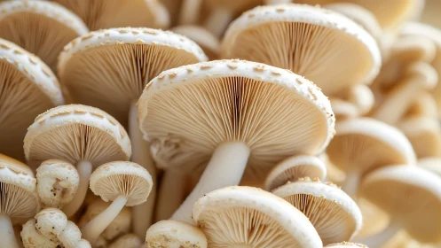 Clustered beige mushrooms display detailed underside gills