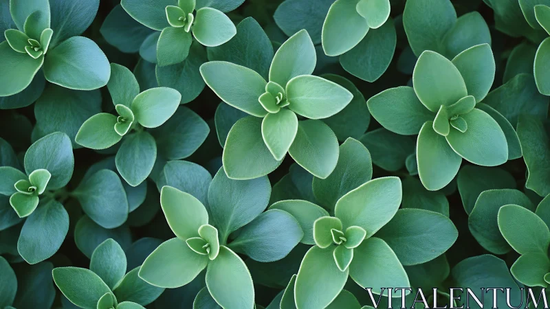 Succulent rosette pattern forming dense green groundcover.