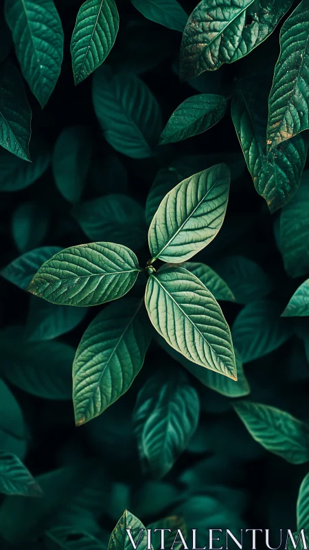 Central leaf cluster glows against deep emerald foliage.