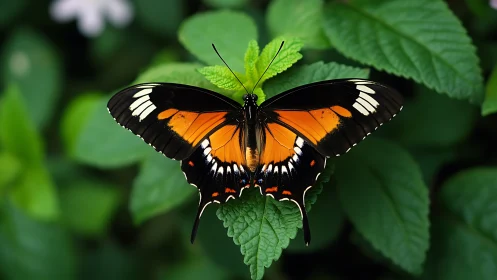 Monarch-like butterfly rests on rich green foliage