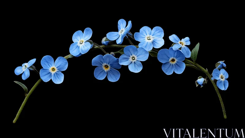 Delicate Forget-Me-Nots Bloom Brightly Against Dark Skies
