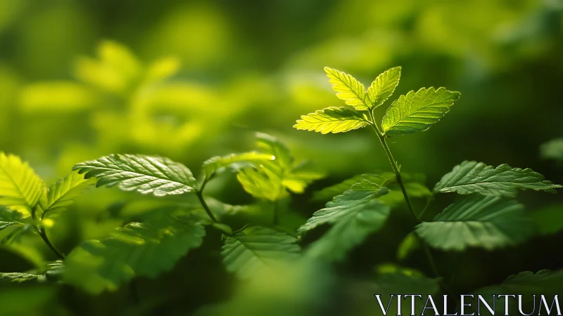 Close-up of vibrant green leaves in natural sunlight, macro style.