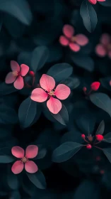 Pink Flowers with Dark Foliage in Selective Focus Photography.