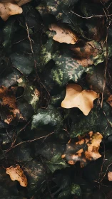 Decaying ivy leaf canopy captures organic surface noise and tonal depth