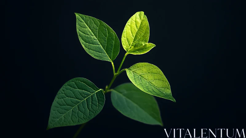 Macro botanical study of veined green leaves on dark field.