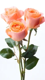 Three Peach-Colored Roses with Green Stems and Foliage