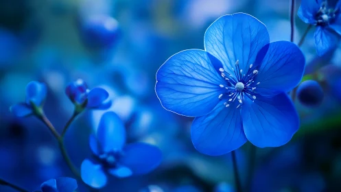 Delicate Blue Wildflowers in Soft Focus Bloom.