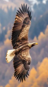 Golden eagle soaring above soft autumn forest blur.