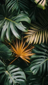 Golden palm leaf rests gently among lush green jungle