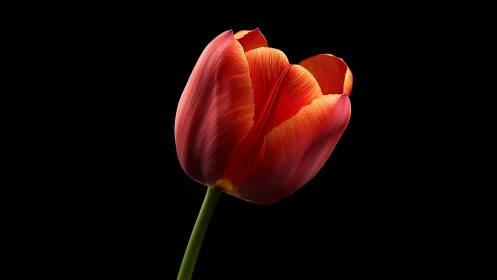 Red and orange tulip specimen photographed against black background