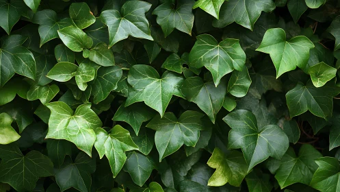 Photorealistic ivy foliage wall with layered leaf structure.