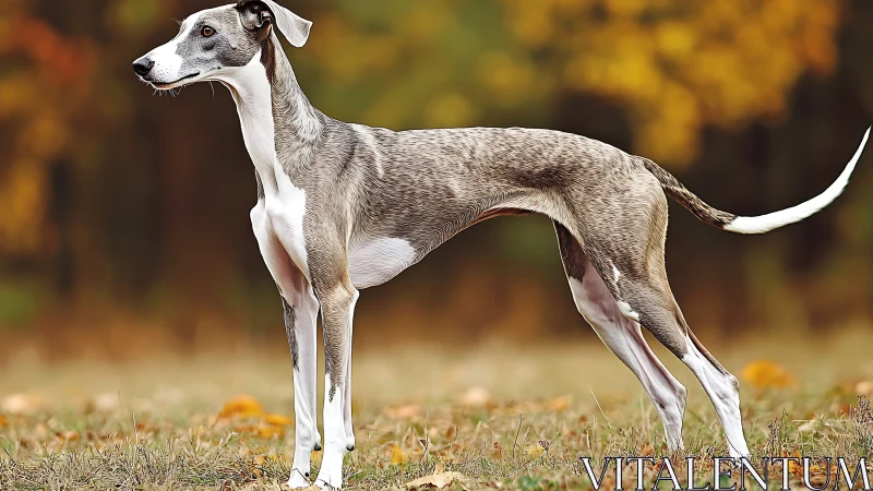 Lean sighthound in stacked conformation against blurred autumn foliage