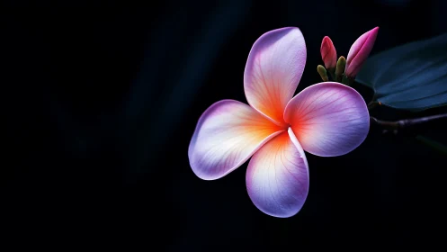 Plumeria Bloom in Gradient Transition: Pink and Purple Petals Against Dark Background
