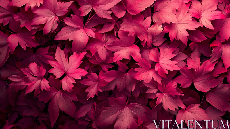 Dense arrangement of red maple-like leaves in top view.