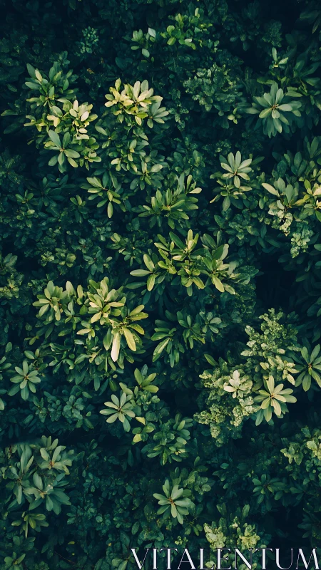 Forest floor confetti of glossy leaves in deep emerald hush.