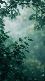 Verdant Branches Frame Misty Forest Depths.