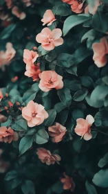 Cluster of Pale Pink Flowers with Teal Foliage.
