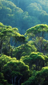 Lush Forest Valley Bathed in Golden Sunlight and Mist