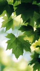 Sunlit green maple leaves display crisp vein detail.