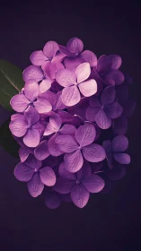 Purple Hydrangea Cluster Against Dark Background.