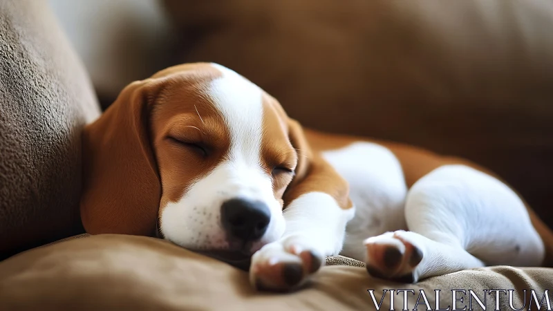 Sleeping tricolor puppy rests on fabric sofa in soft light