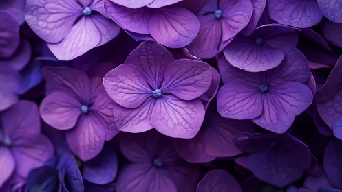 Purple Hydrangea Florets with Visible Venation Detail