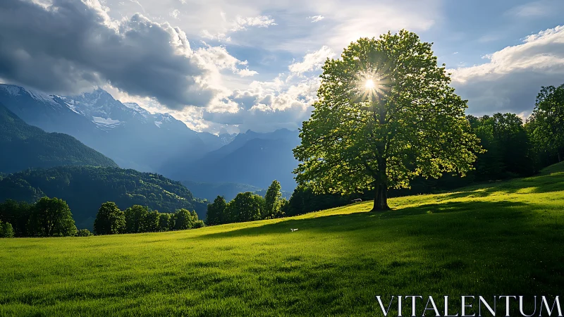 Sunlit lone tree anchors a tranquil alpine meadow