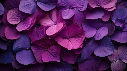 Purple Hydrangea Petals Close-Up Study.