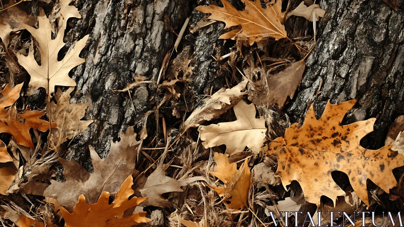 Rustling oak leaves script quiet symmetries on rugged bark