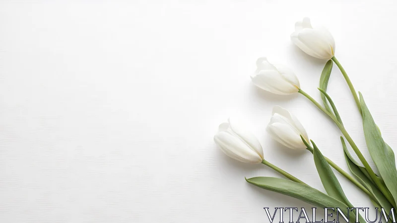 White Tulips with Verdant Stems on Neutral Ground.