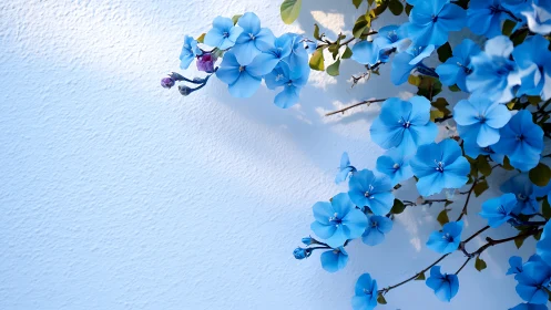 Blue Flowers Against White Wall With Botanical Stems