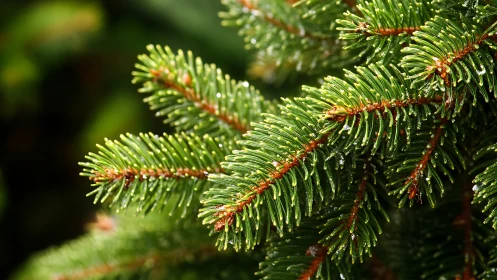 Close-up view of wet evergreen conifer needles in sunlight.