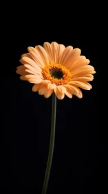 Single peach gerbera daisy on dark black background.