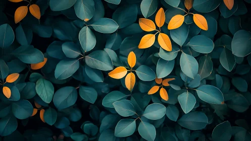 Orange leaves interspersed among dense blue-green foliage.