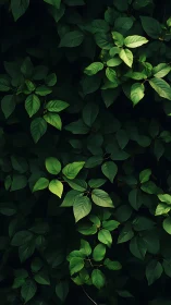 Deep green foliage with dramatic natural light accents.