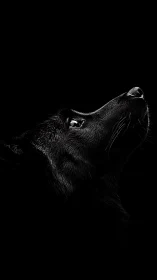 Black wolf profile gazes upward against deep black void