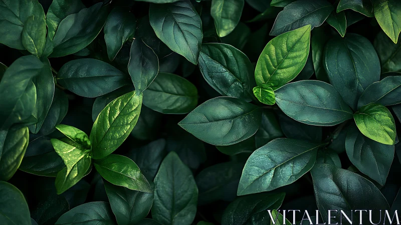Deep green leaf mosaic where quiet light gently lingers.