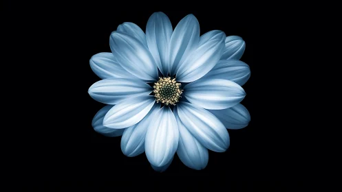 Blue Daisy Bloom with Central Detail on Dark Background