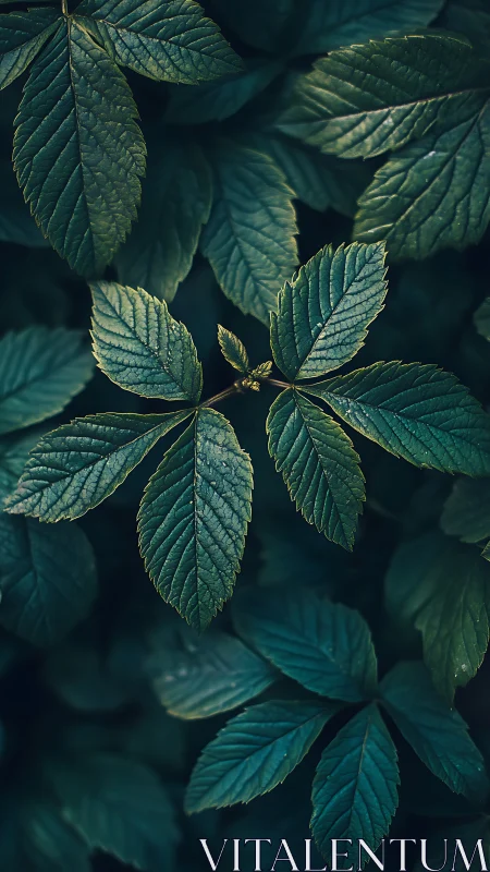 Macro study of compound green leaves under moody low-key light