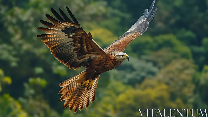 Majestic brown eagle soaring over green forest, vivid wildlife photo.