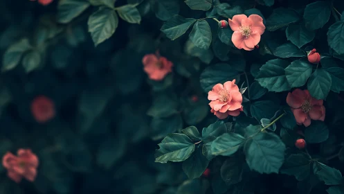 Rosa canina specimens in moody shade with selective focus bloom.