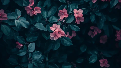 Pink flowers amid dark teal foliage with shallow depth of field.