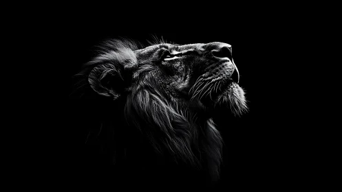 High contrast monochrome lion profile in directional rim light.