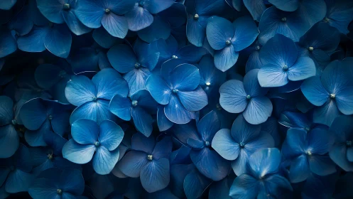Deep Blue Hydrangeas in Twilight Glow.