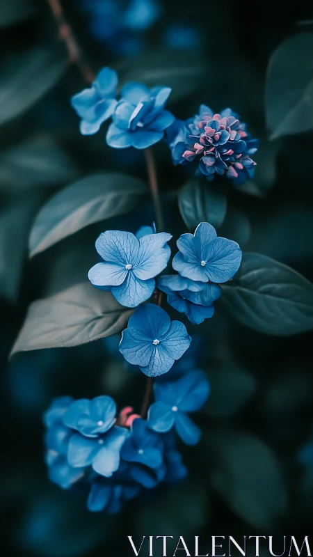 Cerulean Whispers: Blue Hydrangea Blooms in Twilight.