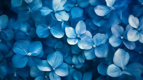 Hydrangea flowers in monochromatic blue tones, detailed botanical study.