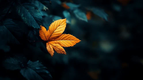 Single orange leaf against dark blue foliage background.